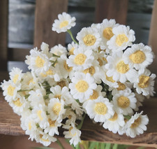 12 Stiele Gänseblümchen