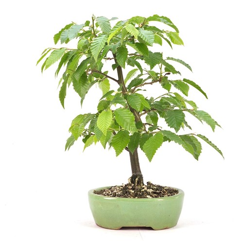 Bonsai hainbuche carpinus - bonsai,