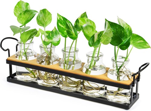 Pflanzenterrarium glas - pflanzenterrarium,