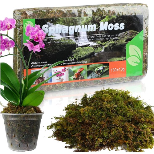 Sphagnum moos für pflanzen - sphagnum,