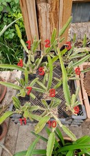 Hylocereus undatus -