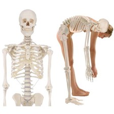 Menschliches skelett anatomie - menschliches, skelett,