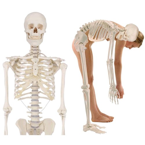 Menschliches skelett anatomie - menschliches, skelett,
