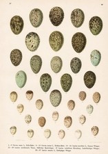 Sperlinge Kolkrabe Ei egg eggs