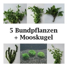 Algenfeind Nr.1 Set -