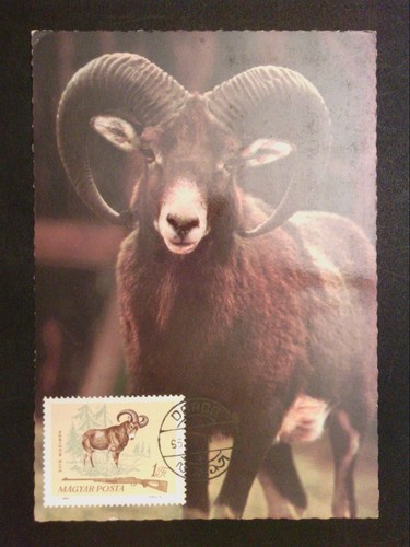 Ungarn 1964 tiere jagd - ungarn,