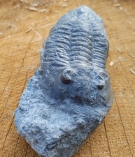 Trilobit,Ordovizium,Öland