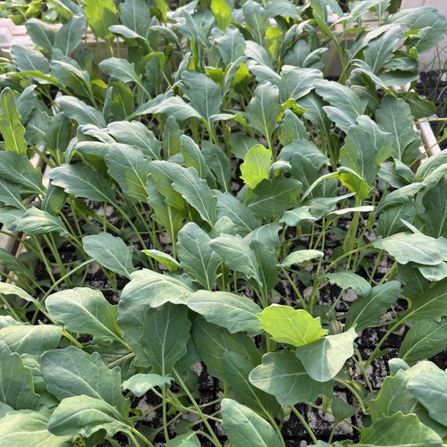 Kohlrabi weiss jungpflanzen - kohlrabi,