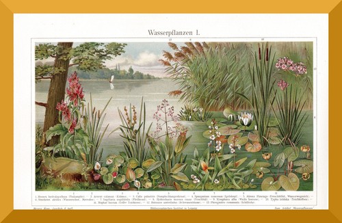 Wasserpflanzen 120 jahre - wasserpflanzen,