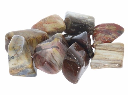 Versteinertes holz madagaskar - versteinertes,