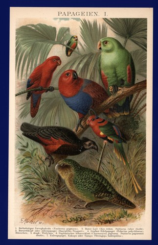 Lithographie anno 1896 - ,