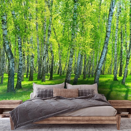 Birkenwald wald natur - wald,