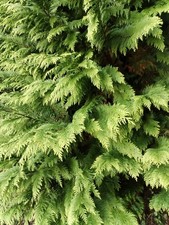 10 frische Zweige Advent Gestecke Thujenzweige Schnittgrün frisch geschnitten