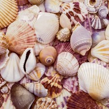 20 Servietten Seashells Meer