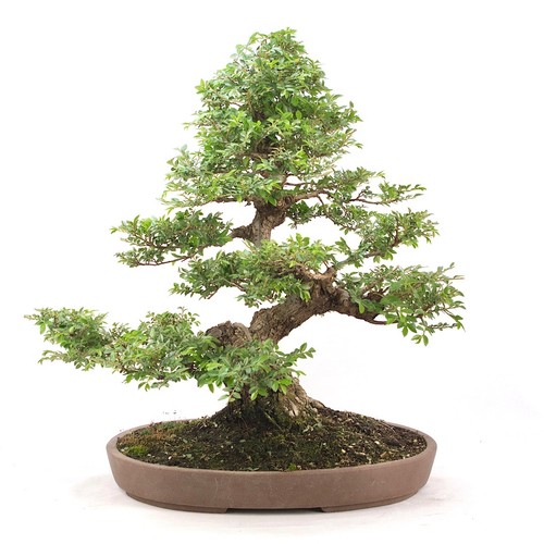 Bonsai japanische ulme - japanische, 'ulmus
