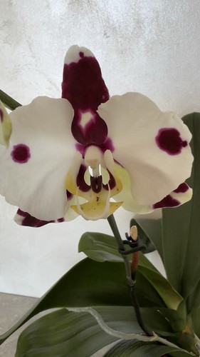 Phalaenopsis polka dots - phalaenopsis,