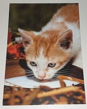 Kätzchen Katze Kitten Tier Postkarte Postcard Ak Katzenpostkarte DJH