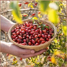 Hagebutten Hundsrose