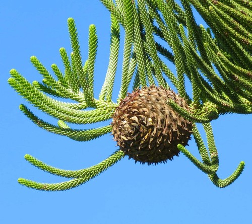 Araucaria heterophylla - ,