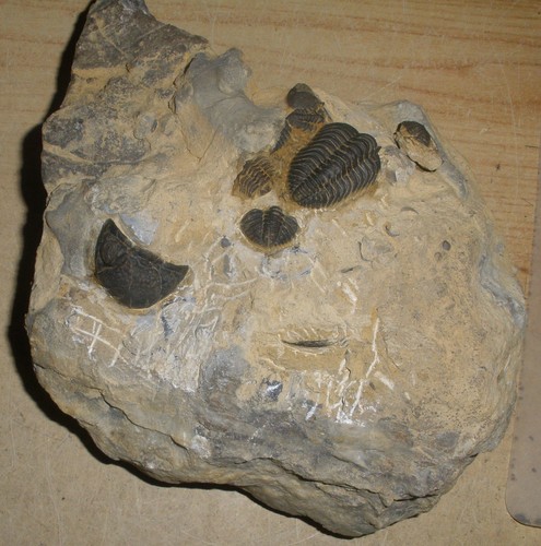Trilobiten sammlung eifel iv - ,