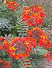 Caesalpinia pulcherrima Pride