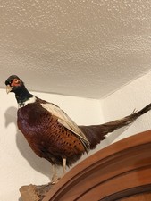 Fasan - Tierpräparat -