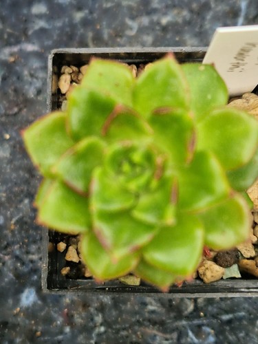 D54 sukkulente aeonium - d54-sukkulente,
