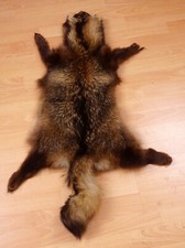 Schönes marderhundfell - schönes,