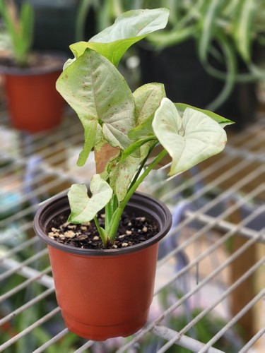 Syngonium milk confetti - syngonium,
