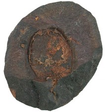 Ordovizium  Mitrocystites mitra   Cheznovice  CSFR  W9-6