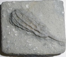 Crinoide / Seelilie USA Karbon X