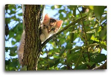 Wandbild Katzenbaby im Baum