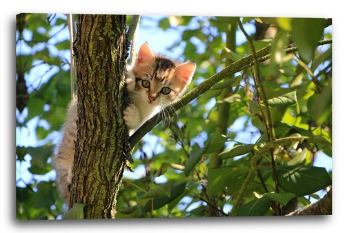 Wandbild katzenbaby baum - katzenbaby, im