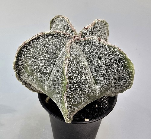 Kräftiger astrophytum - kräftiger,