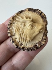 Antike Hirschhornrose mit