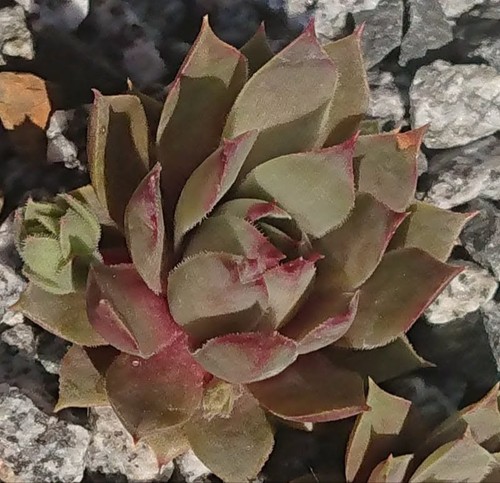 Sempervivum blue dolphin - sempervivum, dolphin"