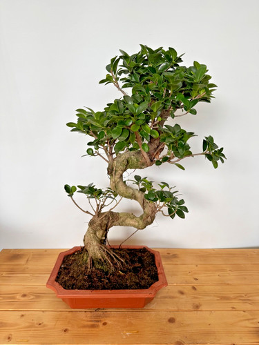Bonsai ficus microcarpa - bonsai, nr