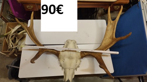 Geweih vom elch aus - vom, schweden