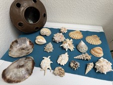 Muschelsammlung 5-15 cm