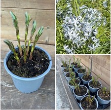 Amsonia blausternchen ernst - blausternchen,