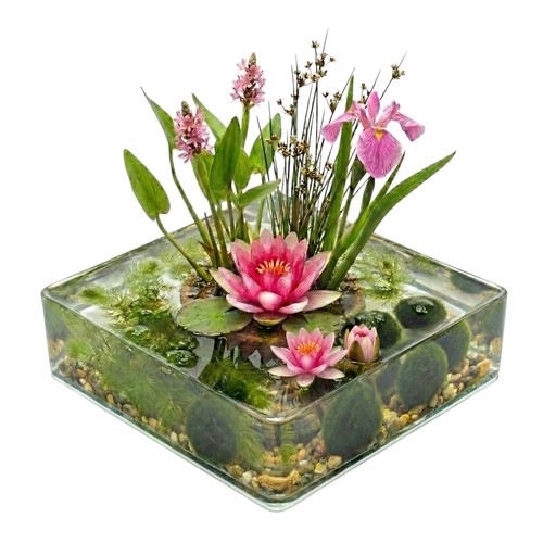 Mini teich komplettset rosa - mini-teich-komplettset,