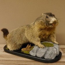 Murmeltier Präparat Höhe 50