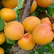 Aprikosenbaum Goldrich