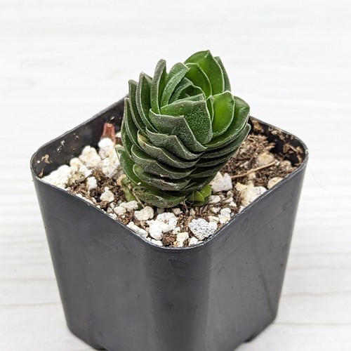Succulent live plant - live,