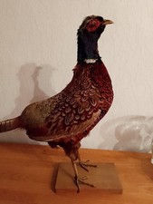 Ausgestopfter Präp. Fasan Vogel Phasianus colchicus 45 cm hoch buntes Gefieder