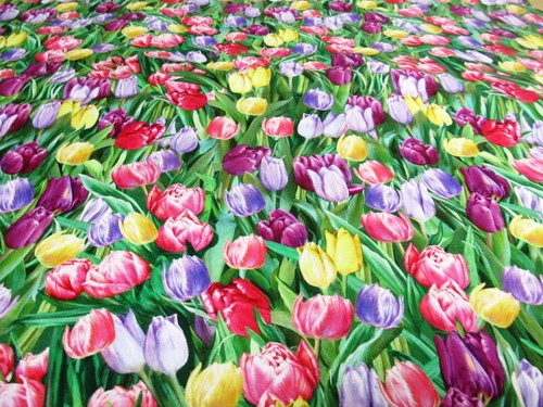 Tulpen tulip frühling ostern - tulip,