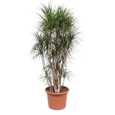 Dracaena marginata –