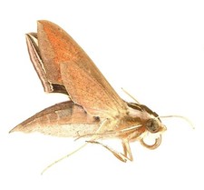 LEPIDOPTERA, SPHINGIDAE