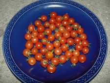 Rote Murmeln 20+ Samen Tomaten