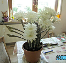 Kaktus Ableger Echinopsis rein